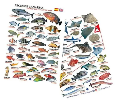 Tablilla Peces de Canarias Español-Inglés