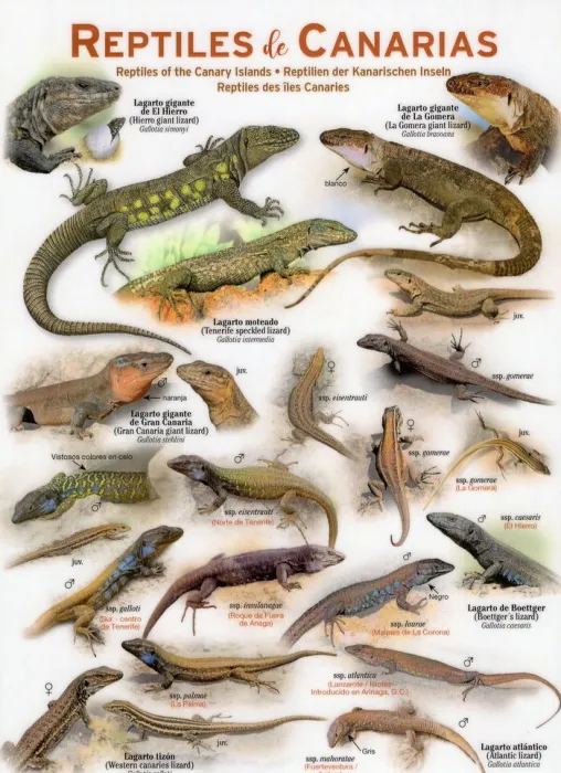 Lamina Reptiles de Canarias. Guia Plastificada