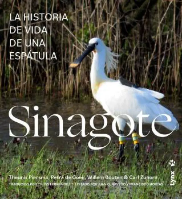 Sinagote