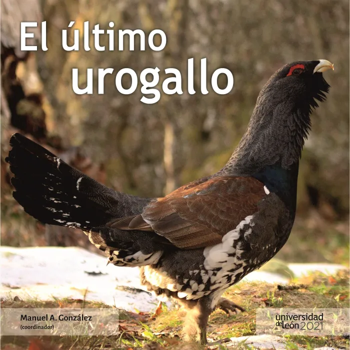 El Último Urogallo