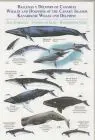 Laminas Ballenas y Delfines de Canarias