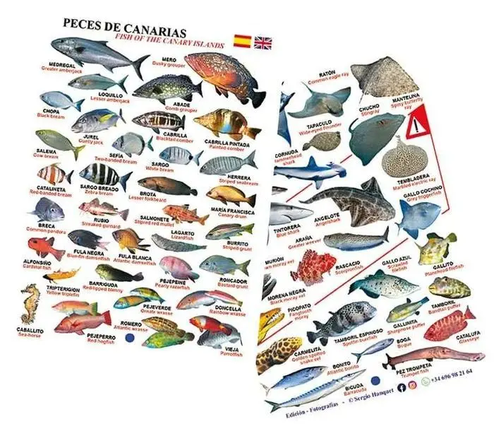 Tablilla Peces de Canarias Español-Inglés
